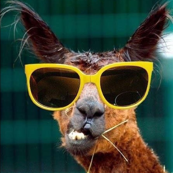 Meet your Posher, Shani - Picture 1 of 1